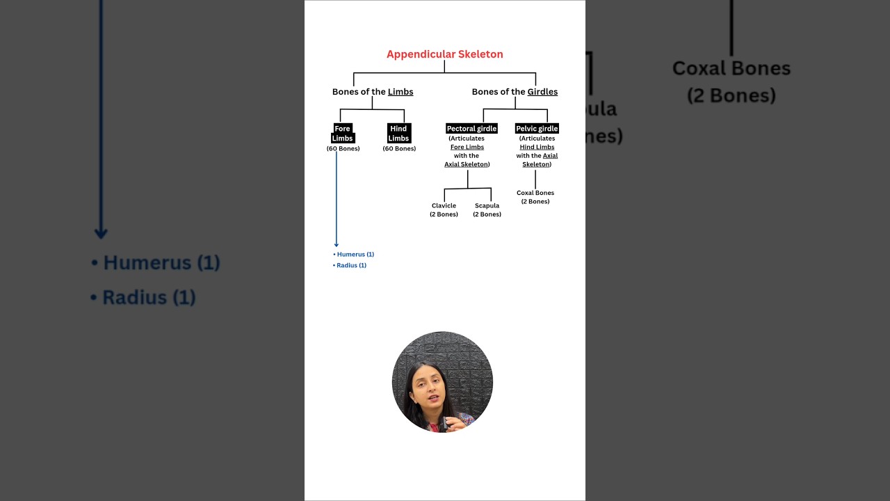 Appendicular Skeleton in 2 mins🔥| Locomotion & Movement #shorts #neet #class11 #biology #study #yt