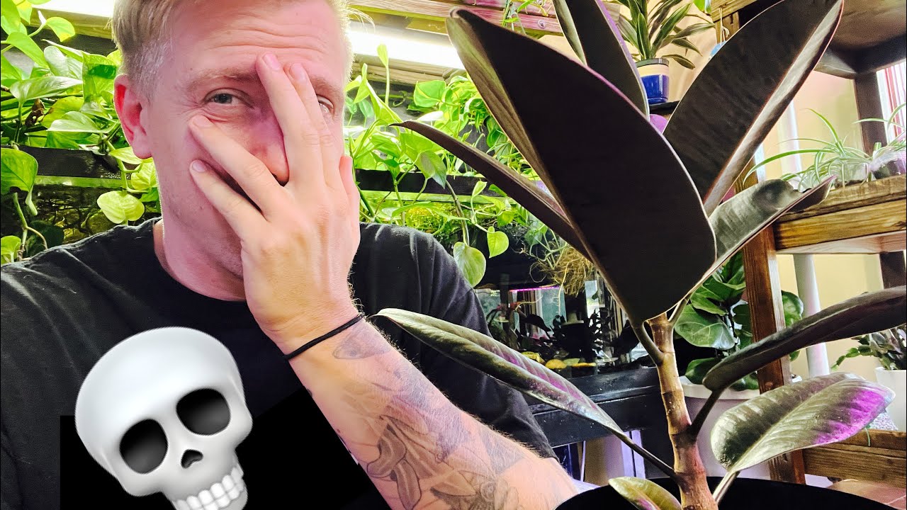 Why is my Rubber Tree Plant Dying?