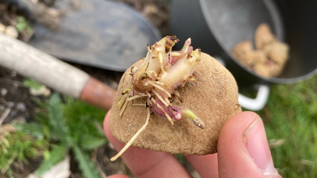 How to grow potato plants from eyes!
