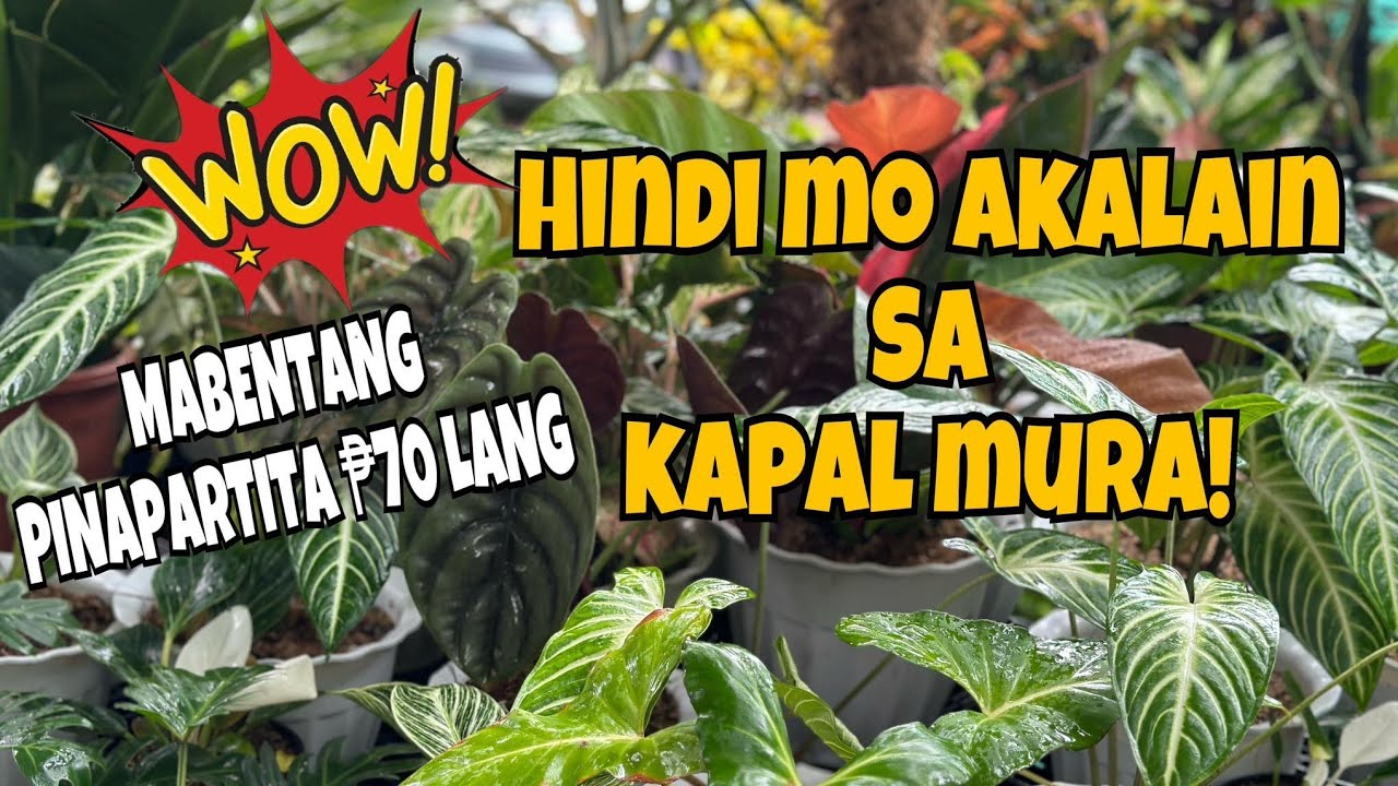 HINDI MO AKALAIN SA KAPAL MURA! ISA SA PINAKAMURA