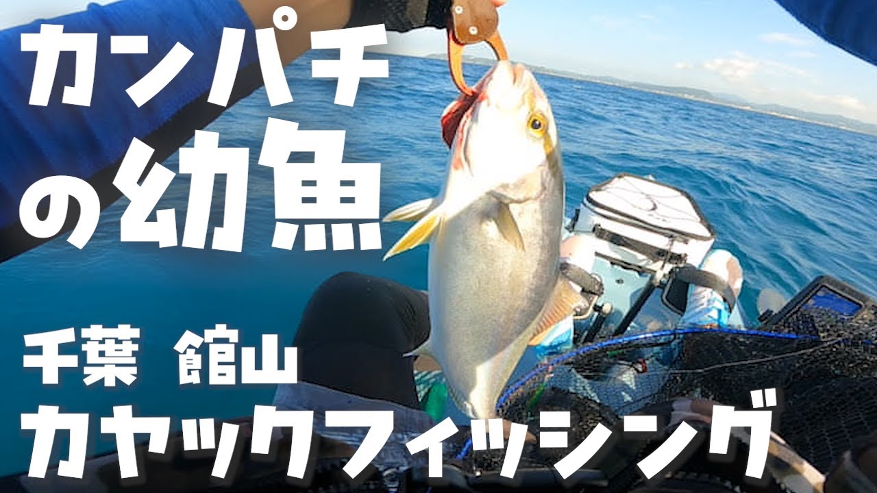 館山釣り沖ノ島でカンパチの幼魚ショゴが釣れたカヤックフィッシング！！