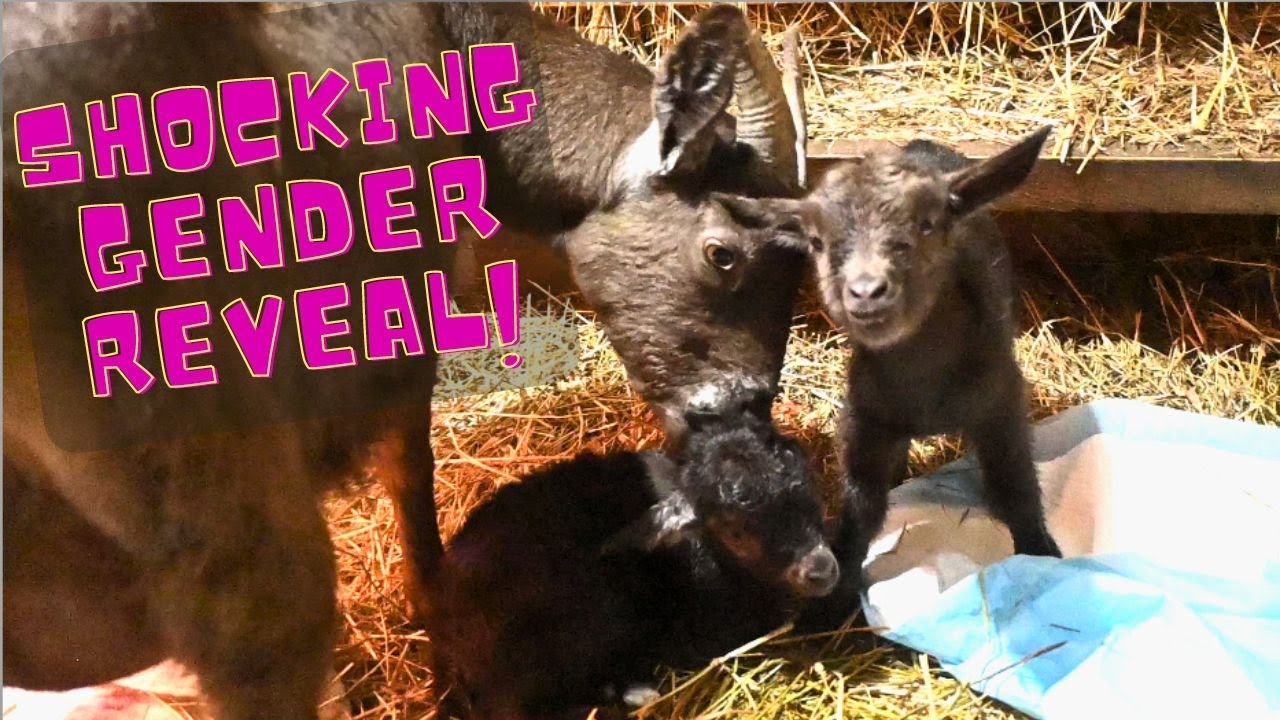 Breech Goat Birth With Shocking Gender Reveal
