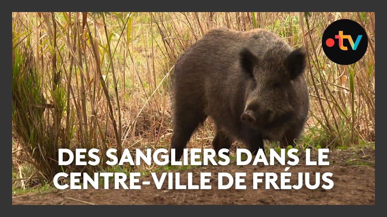 Espaces verts, bords des routes... Les sangliers s'installent dans le centre-ville de Fréjus