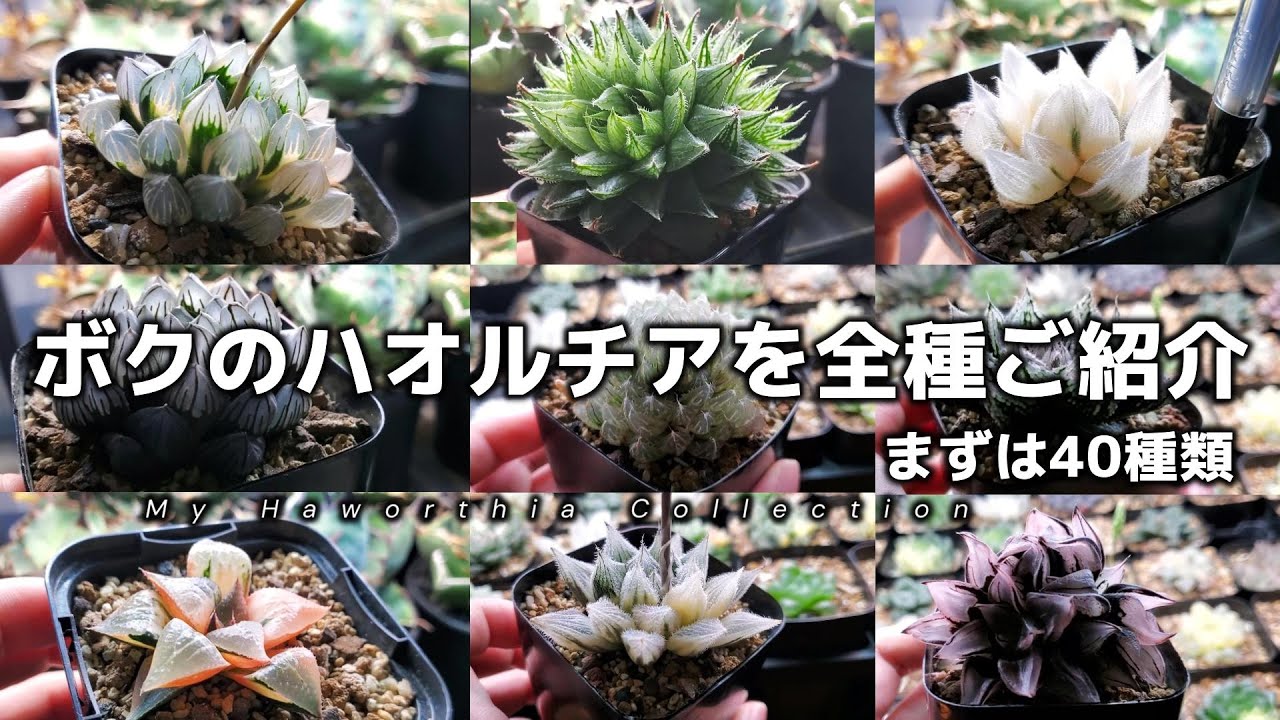 ボクのハオルチア、全部見せます！まずは珍種・人気種合わせて40種！【PART1】