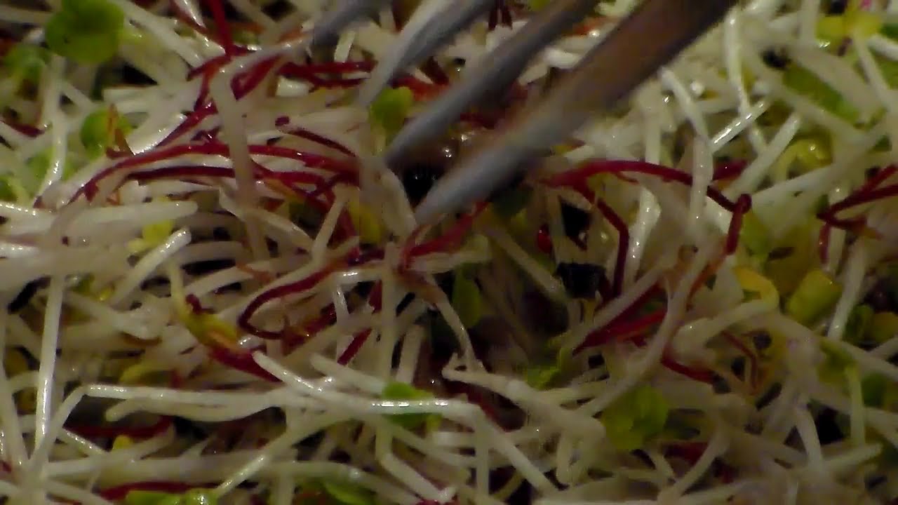 come fare germogli e microgreen in casa