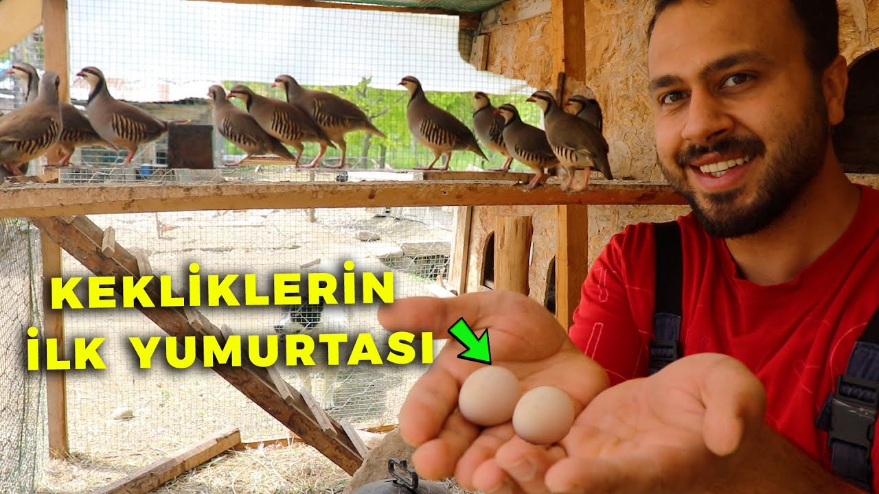 O GÜN Geldi !! İLK YUMURTALAR - Keklik Yumurtalarını Topladım ! - Civciv Çıkımı Devam Ediyor !