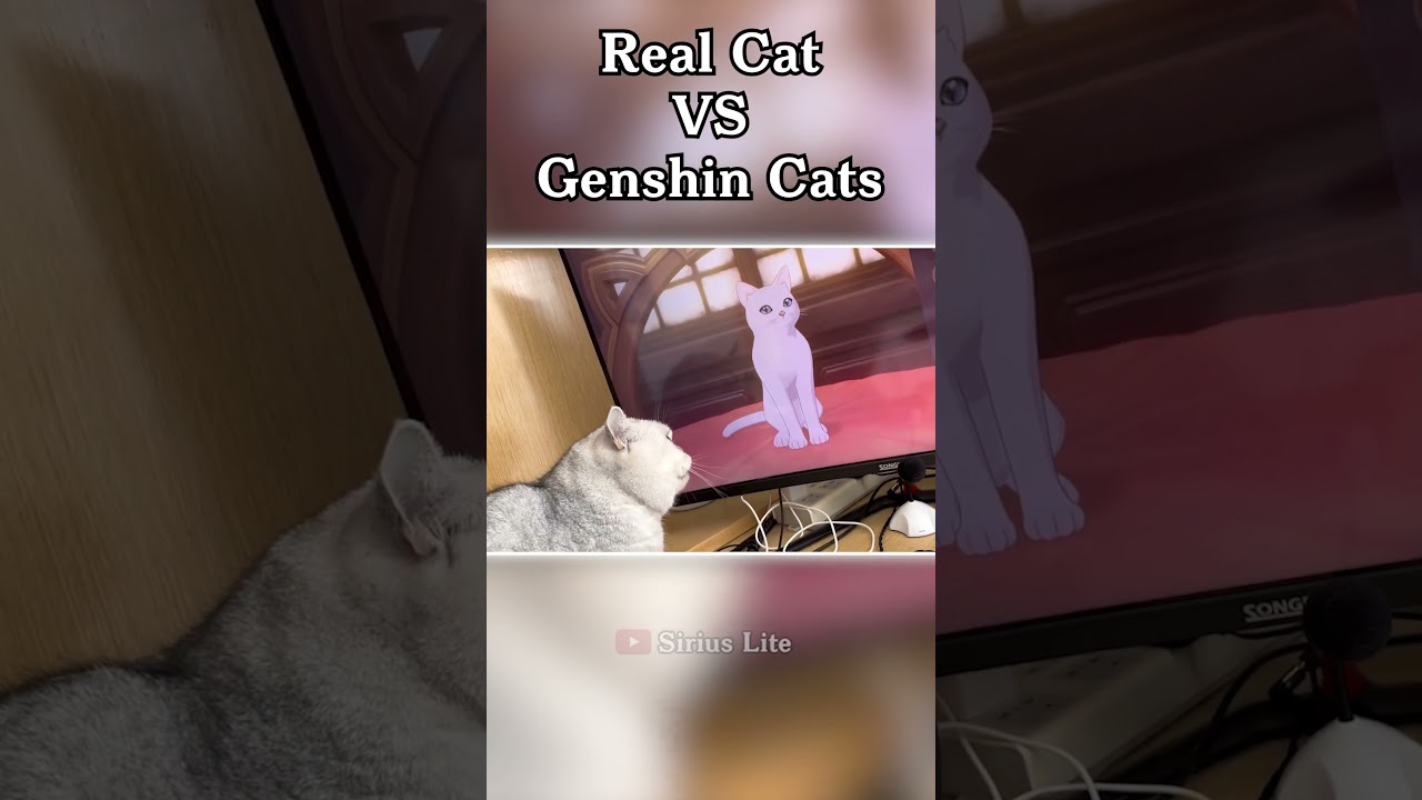Real cat react to Genshin cats | Genshin Impact #shorts #cat #neko #viral