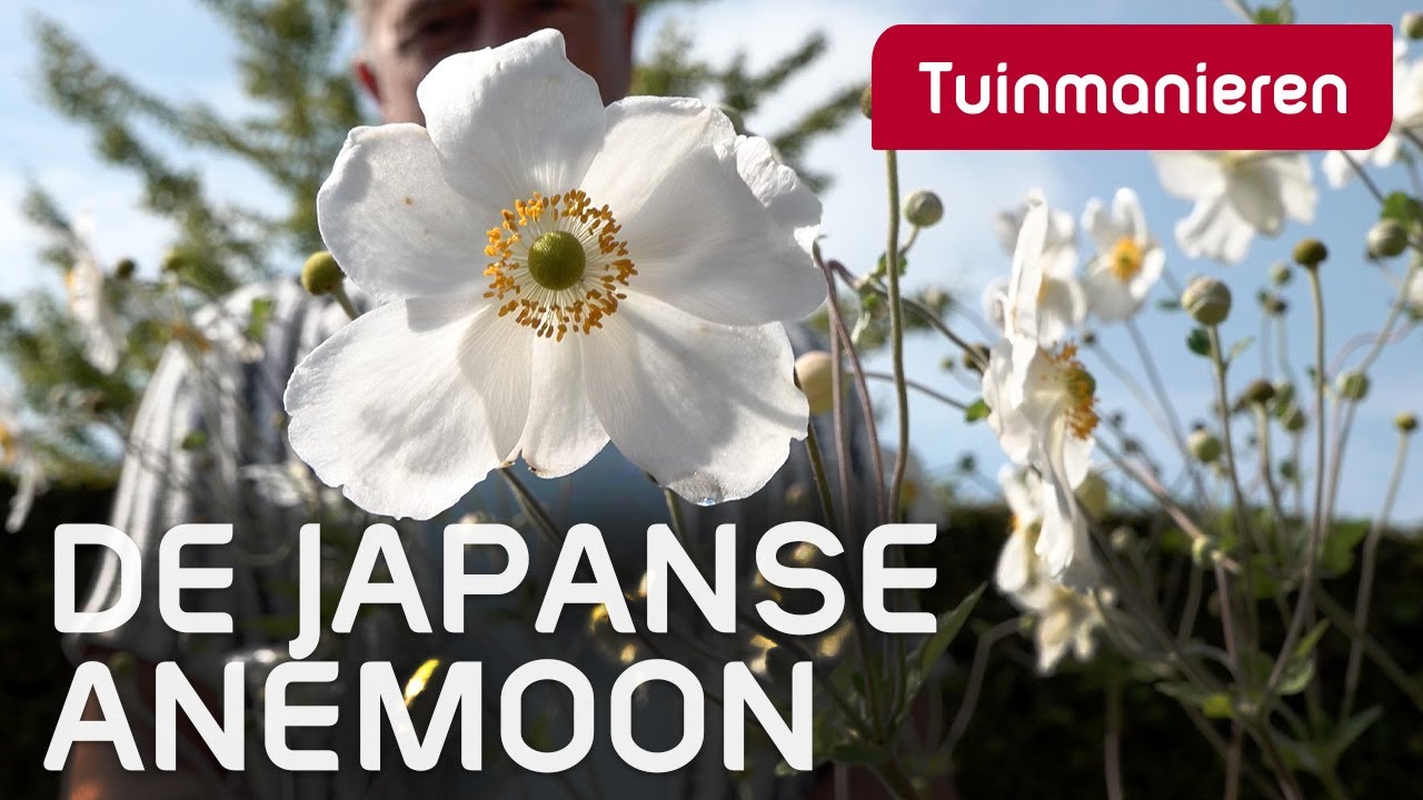 Bloei in september: de Japanse anemoon | Tuinmanieren