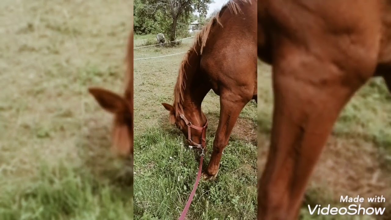 Tabasco, duży koń o jeszcze większym sercu ❤️