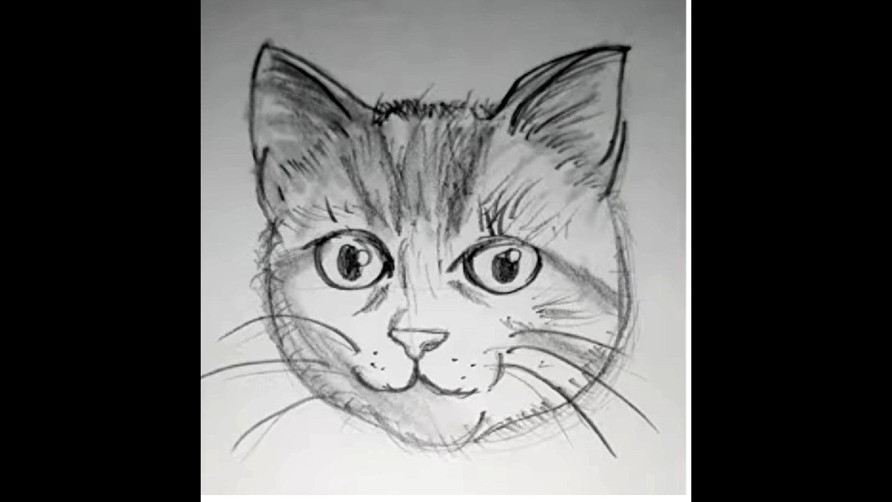How to Draw a Cat| Step-by-step Easy Drawing