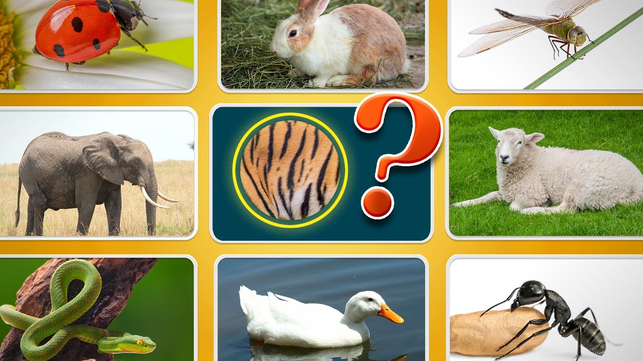 Best Animal Guessing Quiz For Kids 🏆🧒 | Can You Guess The Animal❓ | Ultimate Guessing Games 🧩