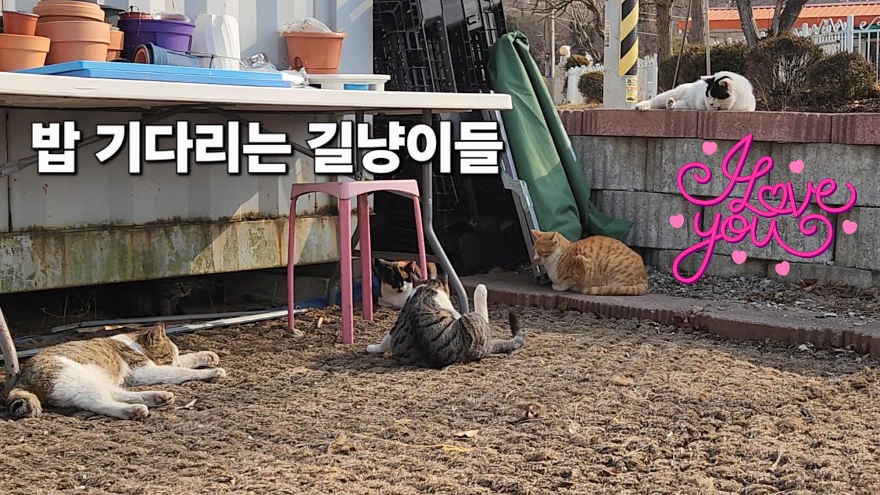 길냥이 노조~♡#고양이 #길냥이구조 #korea 