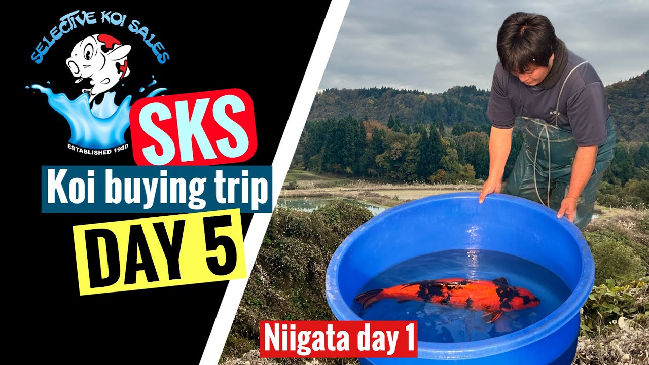 SKS koi buying trip DAY 5 (Niigata day 1)