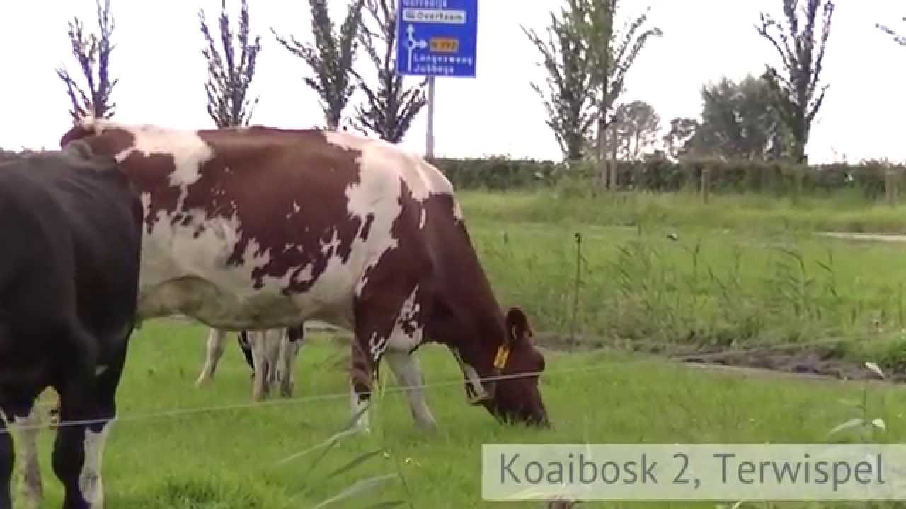 Terwispel (Friesland), melkveebedrijf met ca. 74 ha.