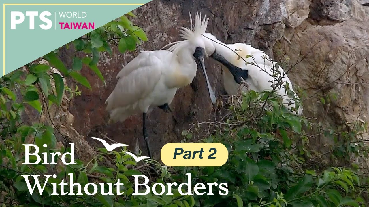 Bird Without Borders｜2 of 4｜Documentary｜Stories of the Black-Faced Spoonbill｜返家八千里－黑面琵鷺　ENG/CHI SUB