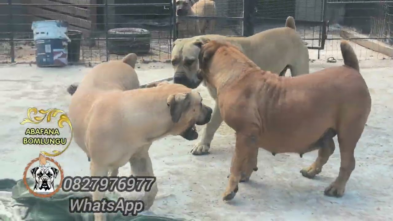 THREE PREGNANCY AROUND THE KENNEL 
