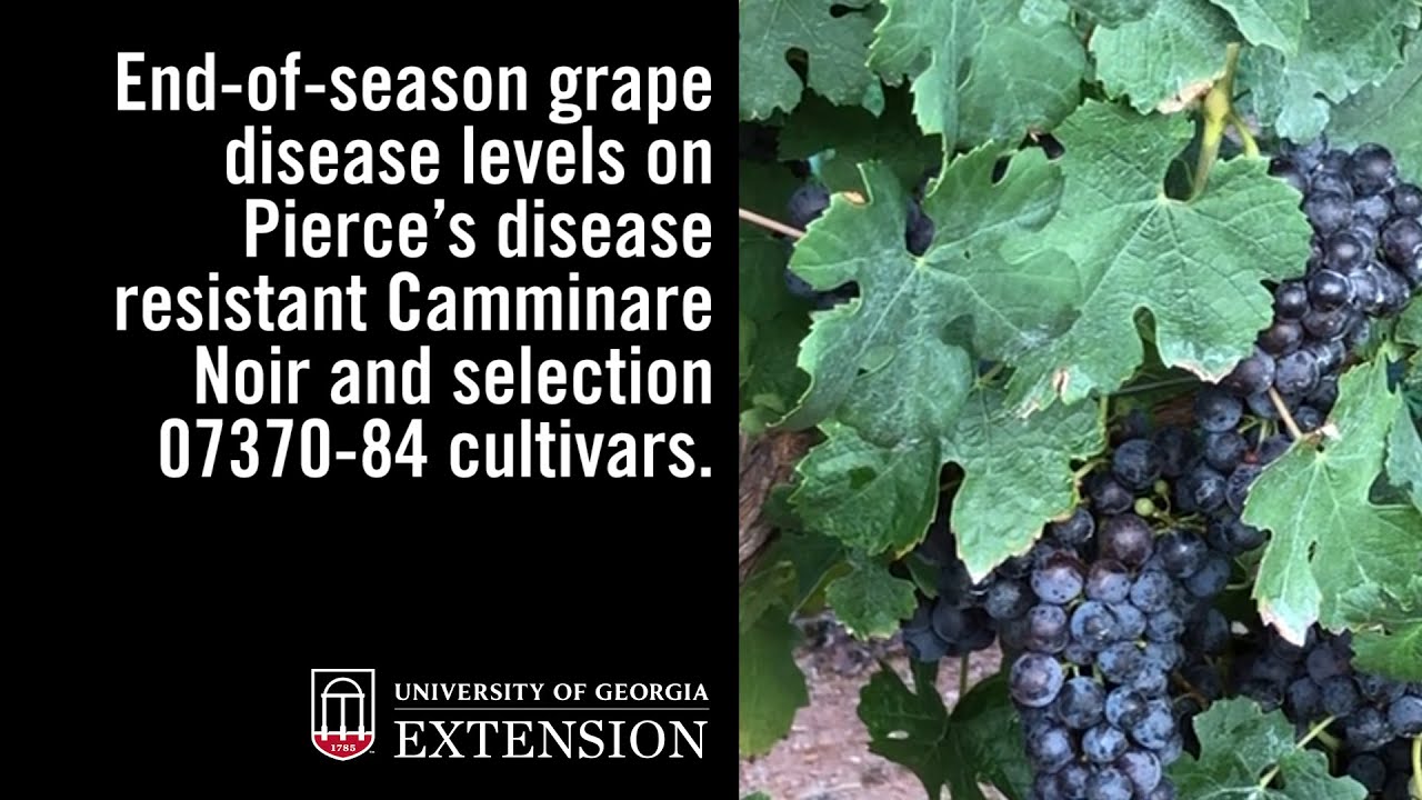 End-of-season grape disease levels on Pierce’s disease resistant Camminare Noir...