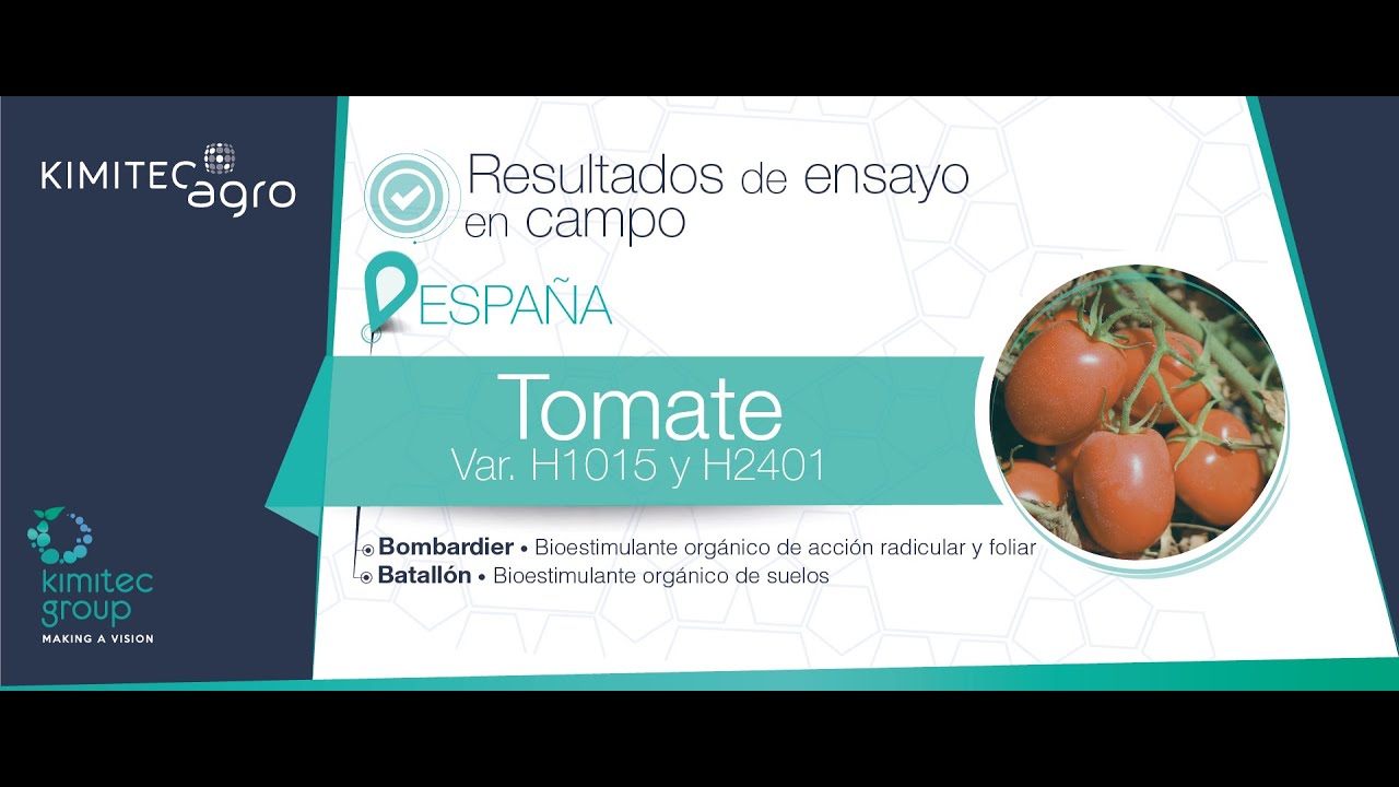 Ensayo de Bombardier y Batallón en Tomate Var. H1015 Y H2401 | Kimitec Group