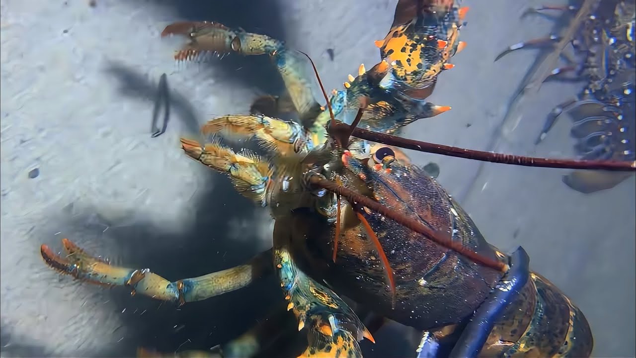 Live Stream 🟢 –Diving Marathon - Non-stop Action！ #diving #fishing #seafood #shorts