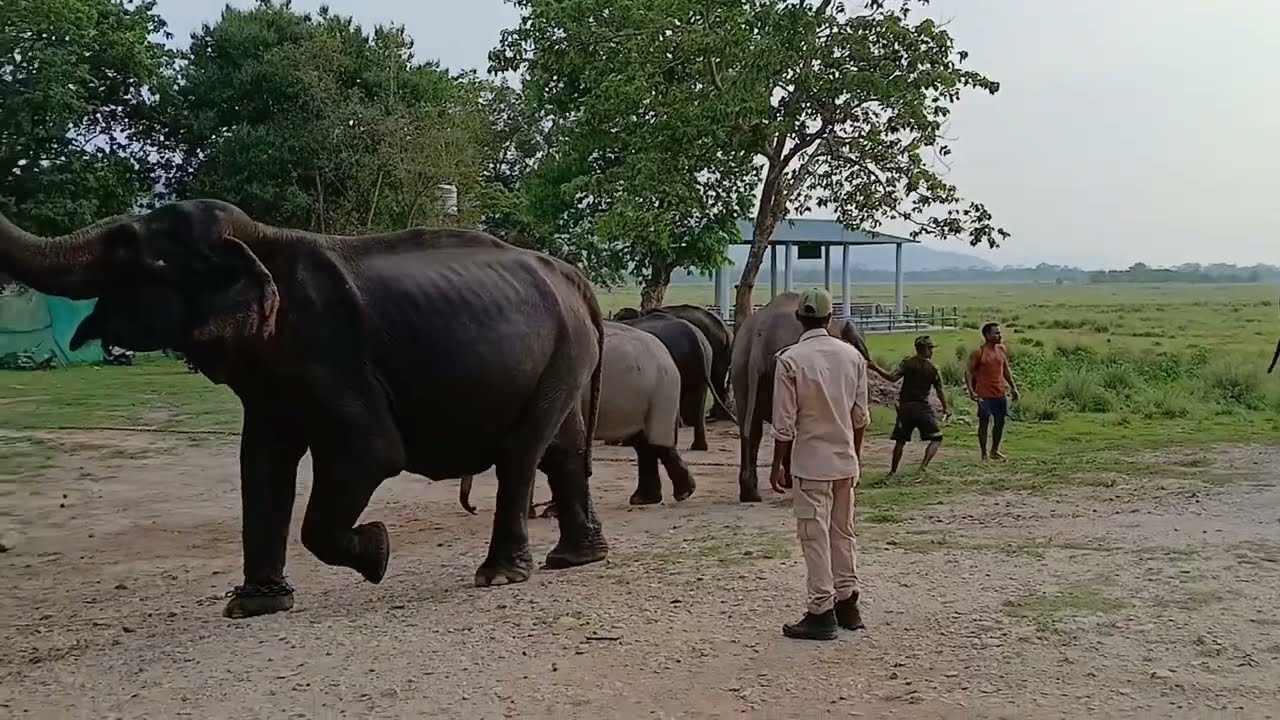 Kaziranga National Park 🐘 | Kohora, Assam