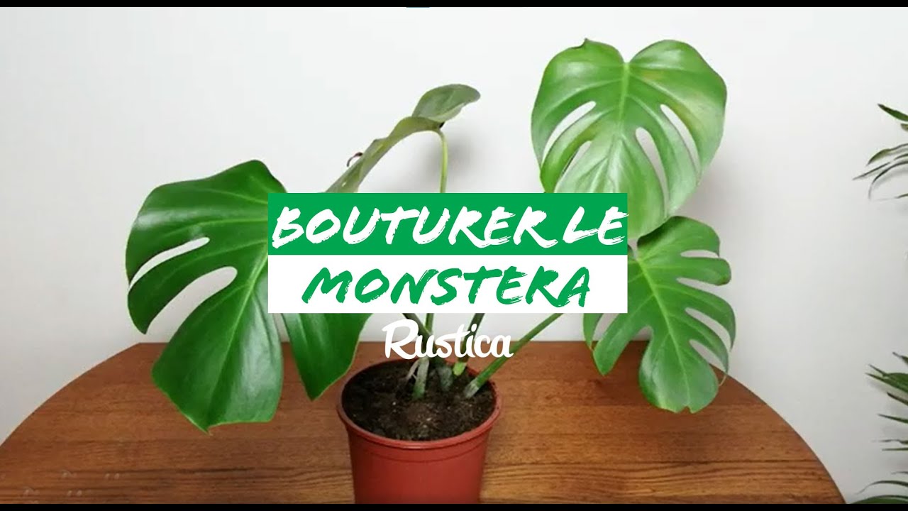 Bouturer le MONSTERA