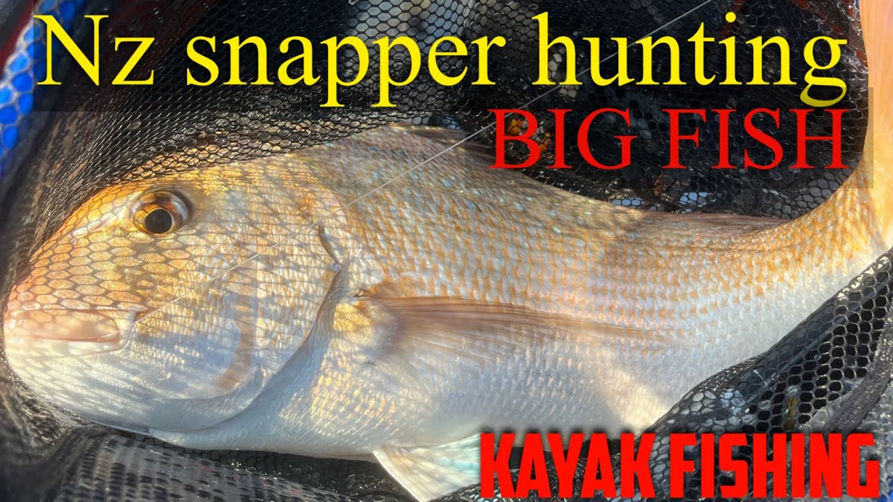 NZ#wellington  #big  #snapper  fishing  #kayak fishing #travel #and #fishing #tf