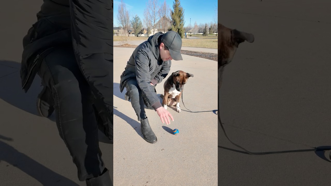 How to Teach Your Dog Impulse Control. #dogtraining #puppytraining #dogtrainer #dogtrainingtips