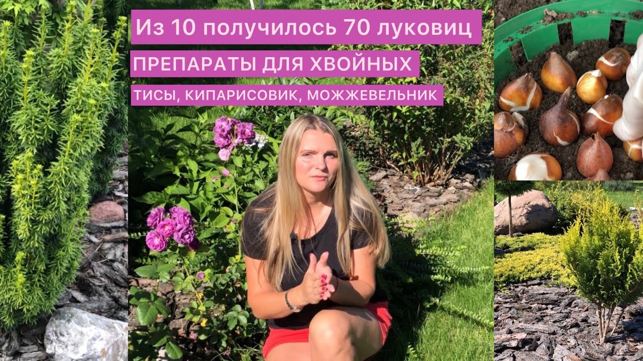 ЧЕМ ЛЕЧИТЬ И ОБРАБАТЫВАТЬ ХВОЙНЫЕ ДЕРЕВЬЯ ⁉️🌲Тис ДАВИДА, кипарисовик АЛЮМИ и др. ТЮЛЬПАНЫ В ЯЩИКЕ🌷
