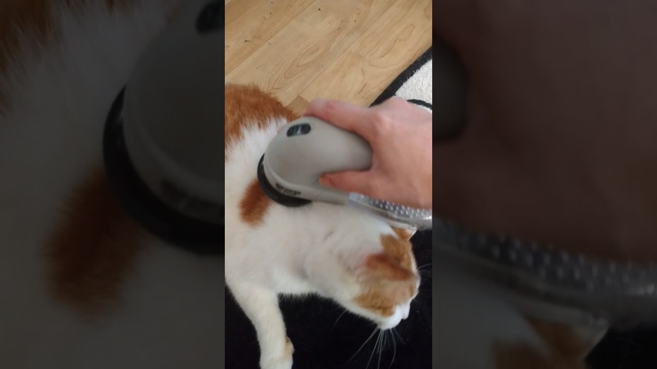 My cat loves his Shed Pal