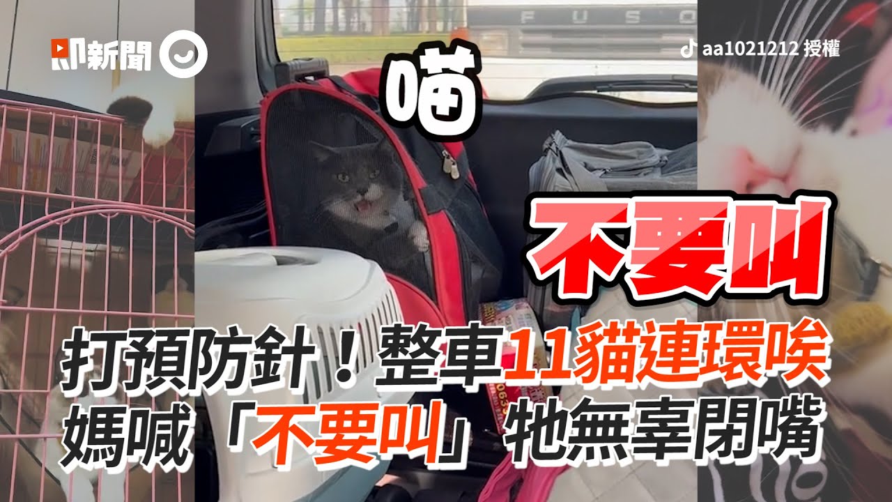 11貓連環唉唉叫！媽喊「不要叫」牠無辜閉嘴｜寵物動物｜搞笑｜預防針｜獸醫｜精選影片