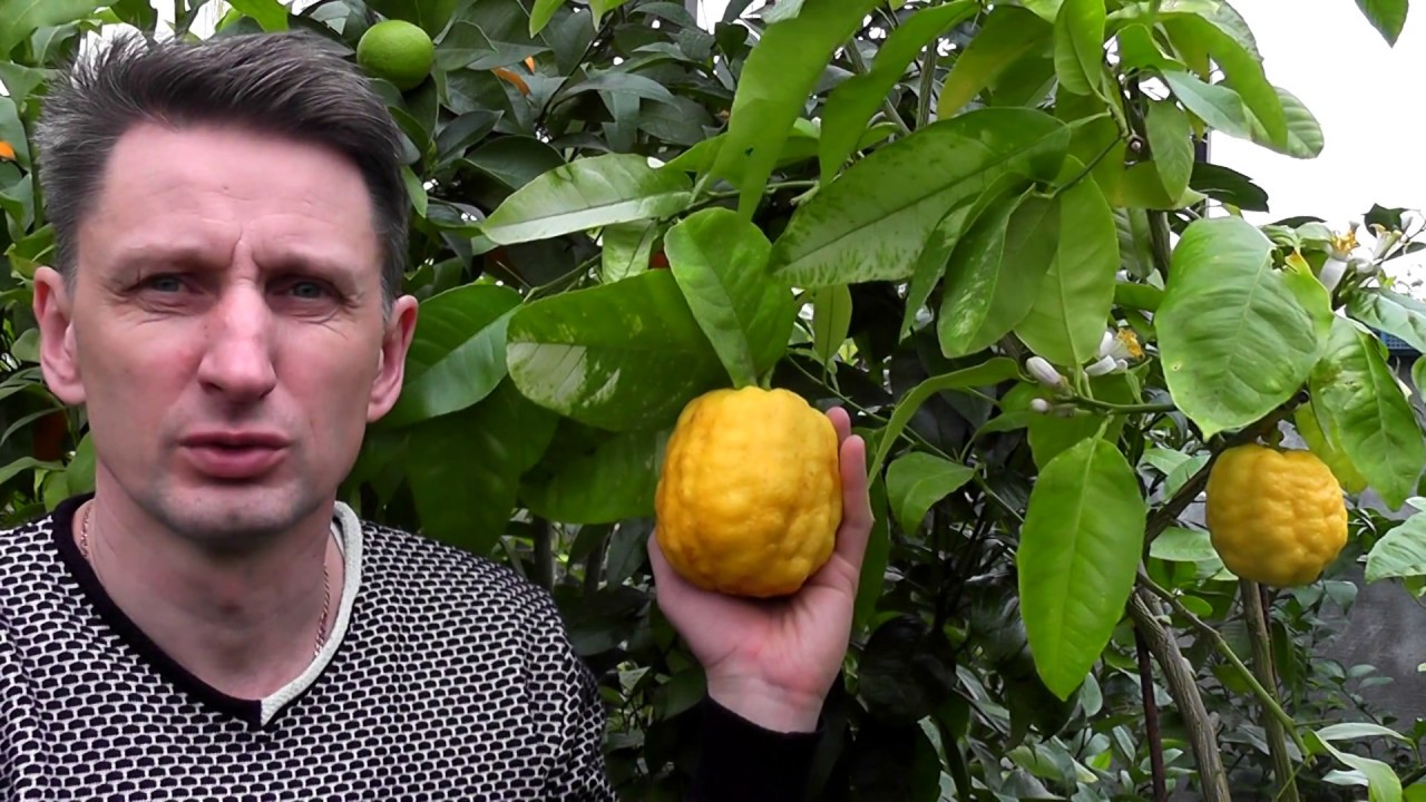 C. medica Цитрон Павловский 