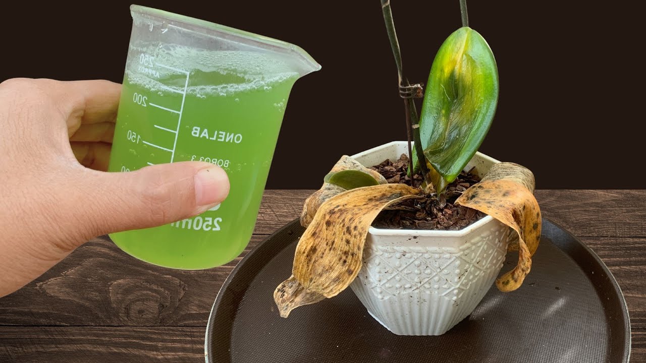 How To Revive Any Dying Orchid With This Simple Trick (It Always Works!)