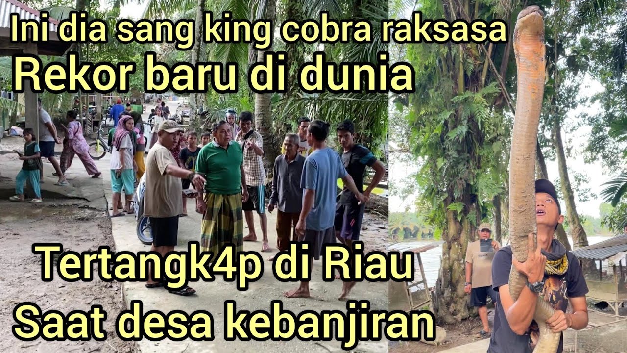 INI DIA REKOR ULAR KING COBRA TERBESAR DI DUNIA BISA TERTANGK4P SAAT AIR HUJAN MELUAP DAN BANJIR