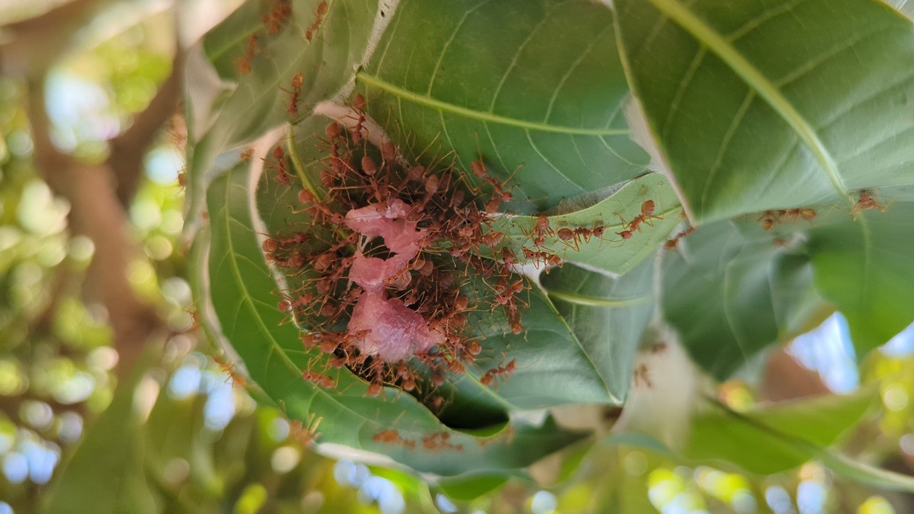 Weaver ants are working together to carry beef into their nest #insects #nature #macrolife #wildlife