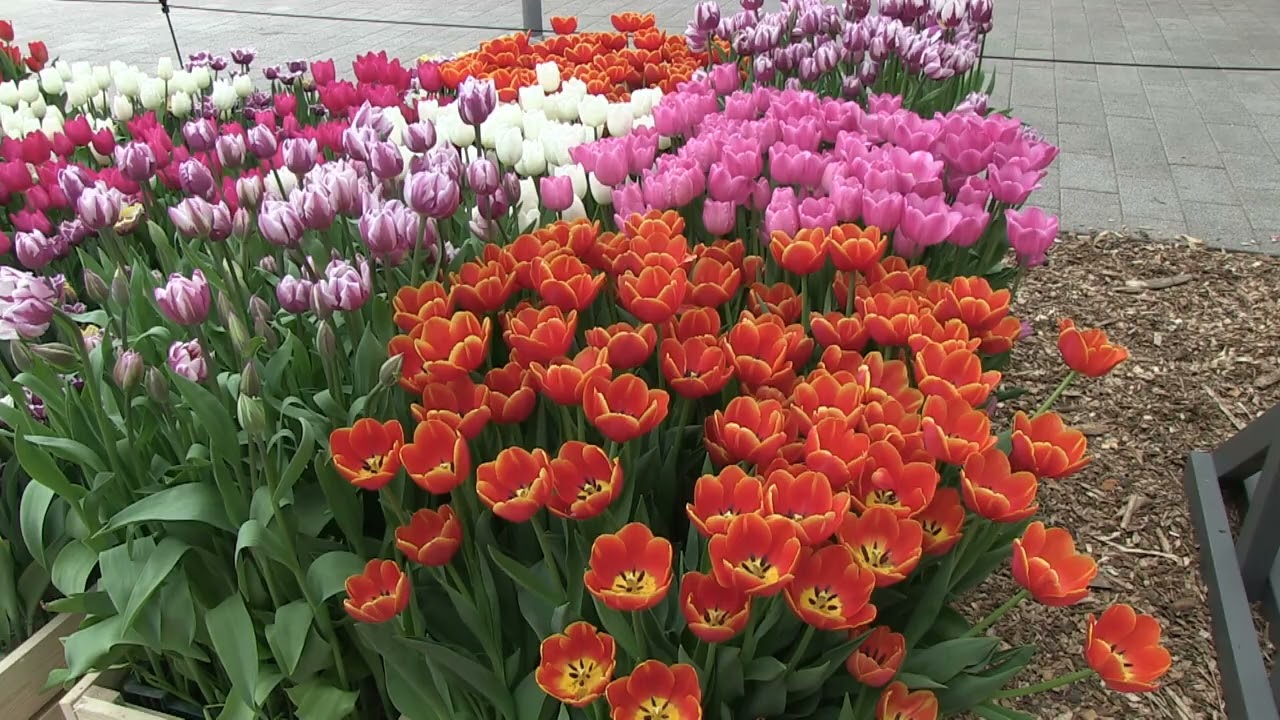 Keukenhof NL 2025