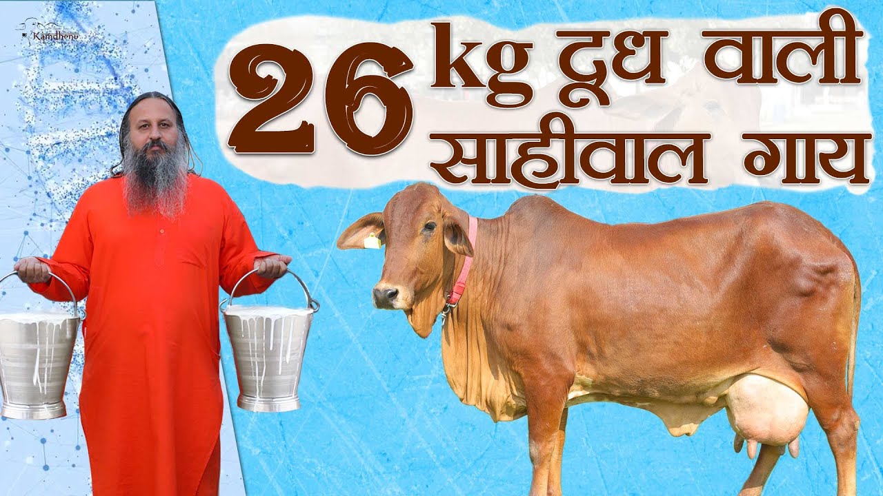 26 KG दूध देने वाली Sahiwal Cow गंगा | Super Sahiwal Live Milking | Kamdhenu Gaushala | Top Sahiwal