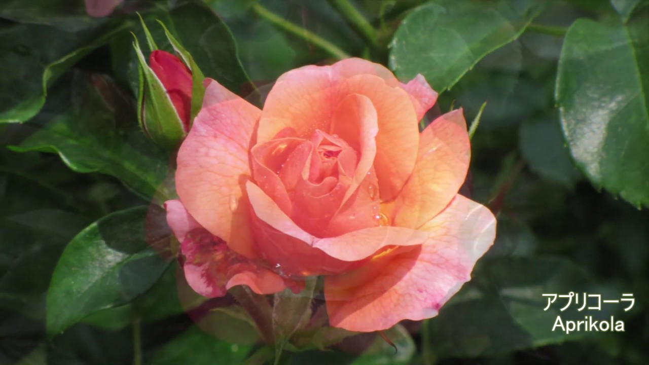 京成バラ園　ドイツ作出のバラ　バラ図鑑　Rose bred in Germany