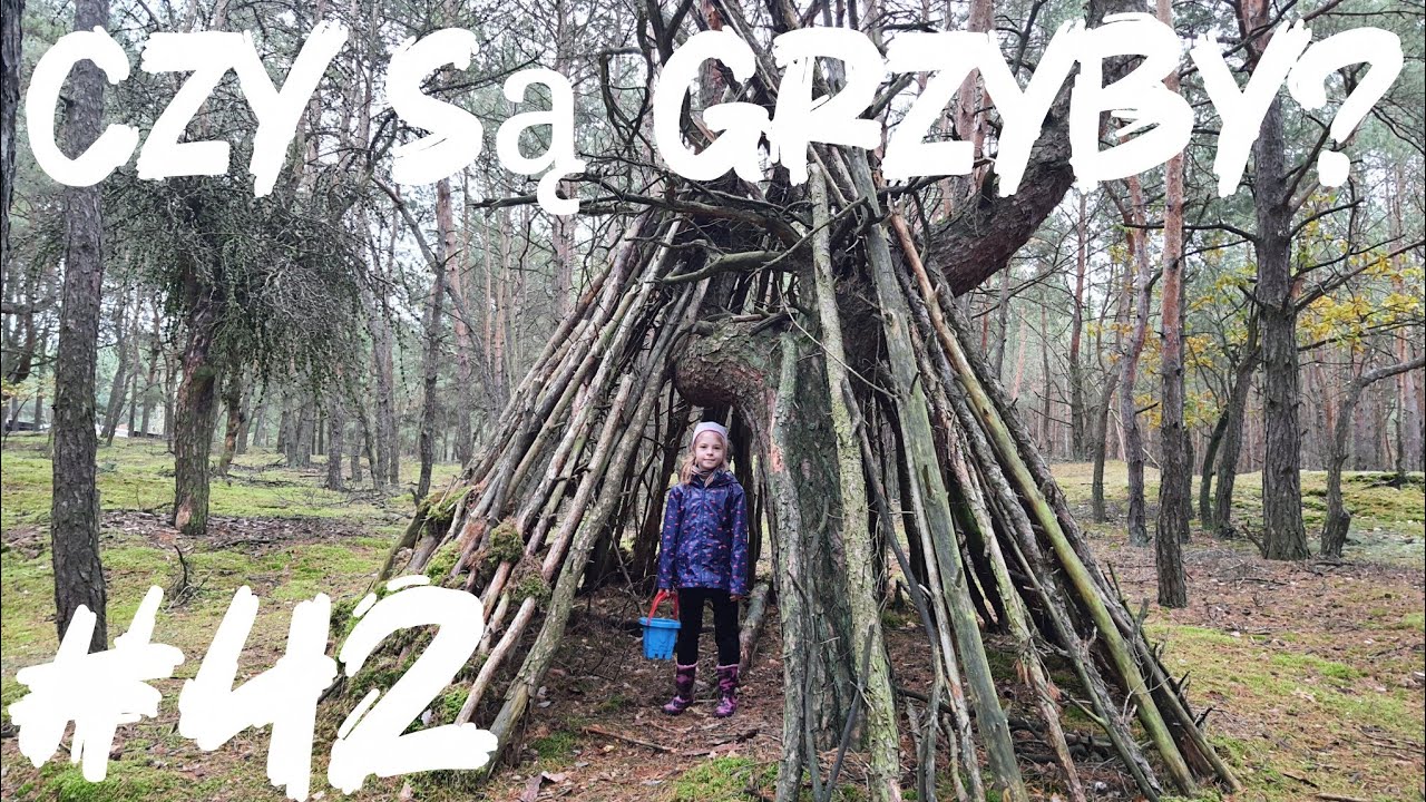 #42 Pojechaliśmy do lasu na grzyby.