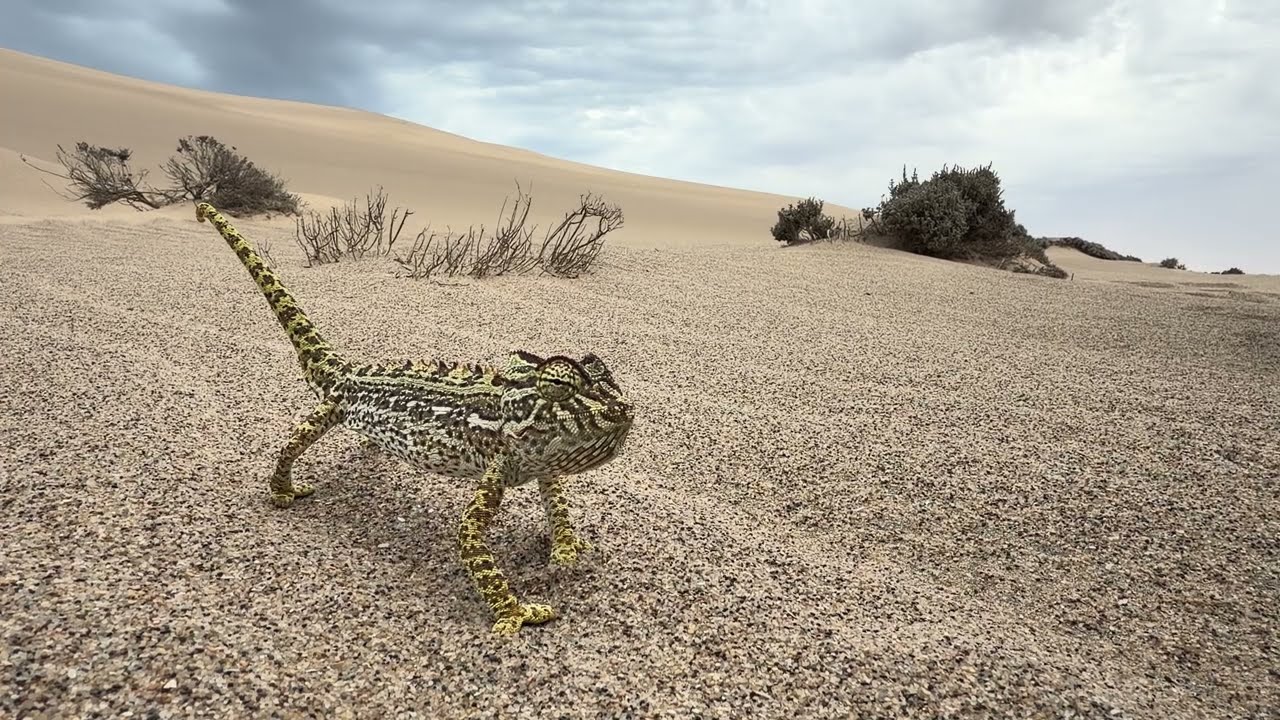 Du Kalahari au Namib