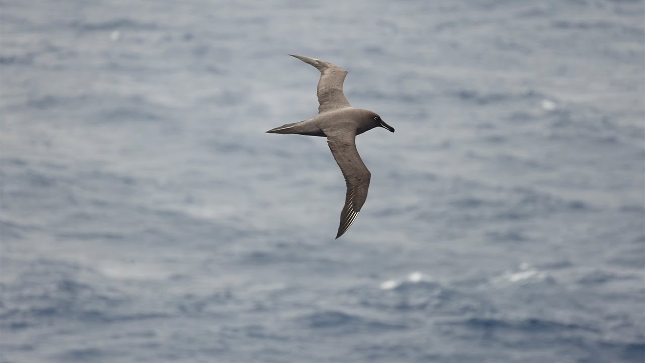 Seabirds from South Africa to Prince Edward Islands