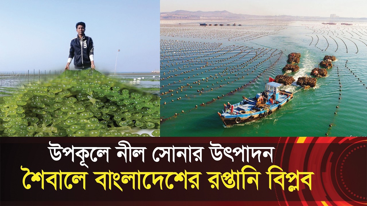 সমুদ্র থেকে নীল সোনা উঠাচ্ছে বাংলাদেশ !! শৈবালে রপ্তানির সম্ভাবনা !! Seaweed farming in Bangladesh