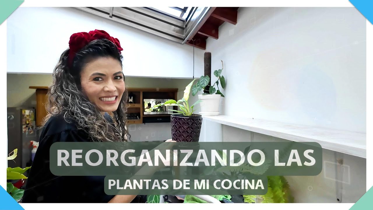 😍🌿TE MUESTRO LAS PLANTAS DE INTERIOR QUE TENGO EN MI COCINA😍, LES HAGO MANTENIMIENTO Y LAS REUBICO.