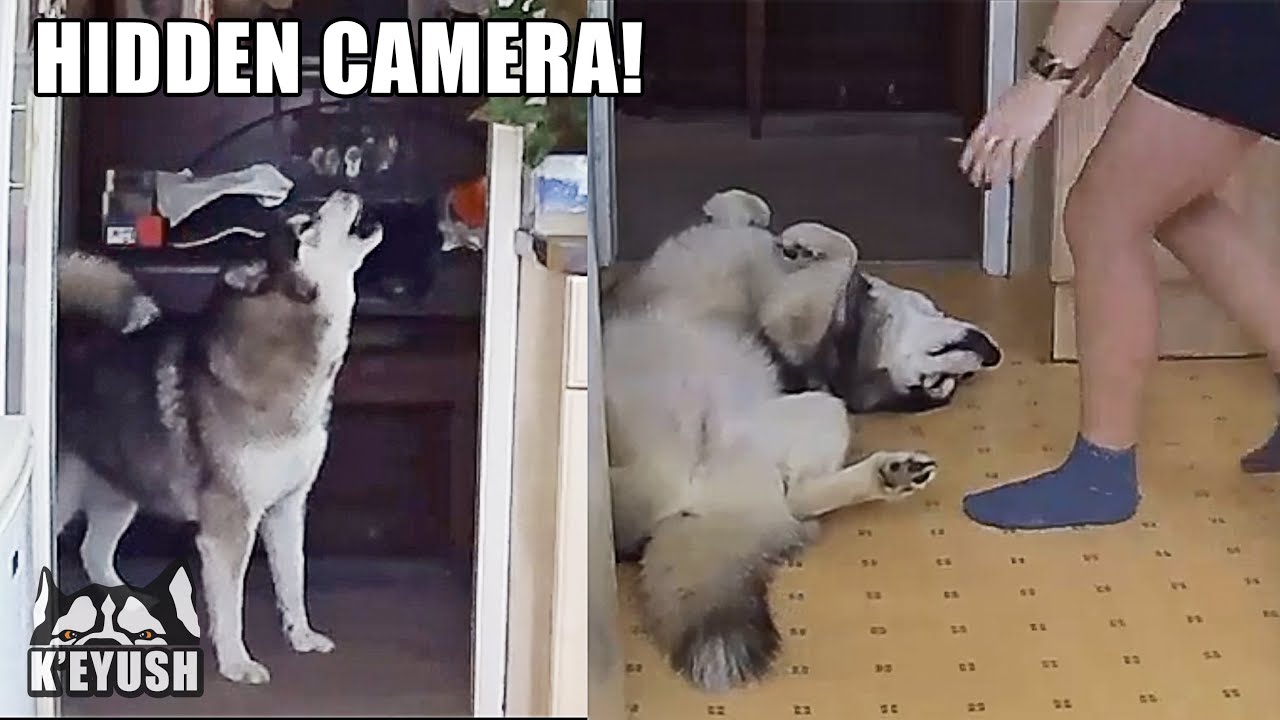 What My Security Camera Catches My Husky Doing!
