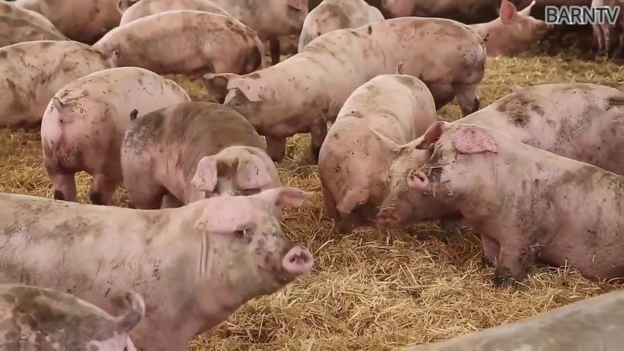 methods of handling healthy pigs