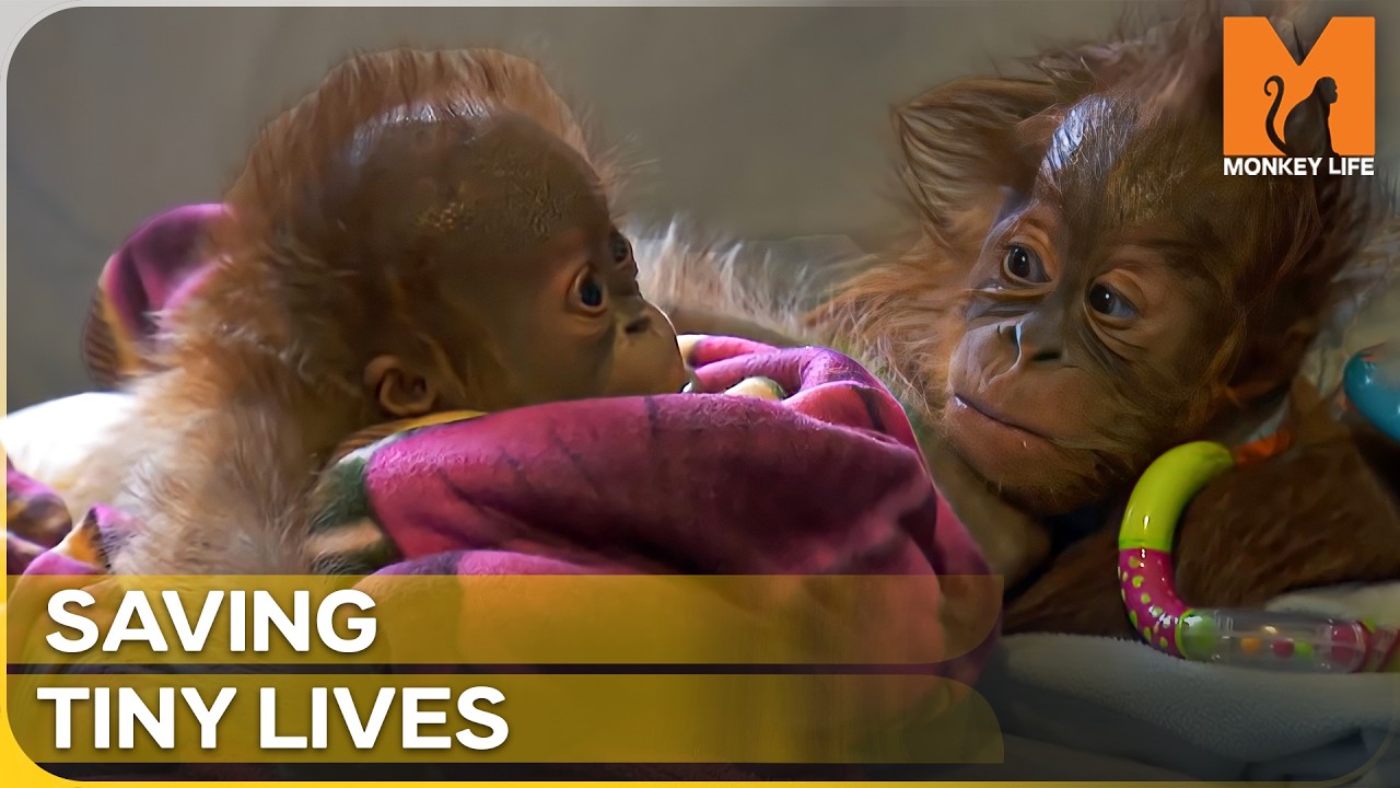 Inside the Primate Nursery: Caring for the Cutest Baby Apes | Monkey Life