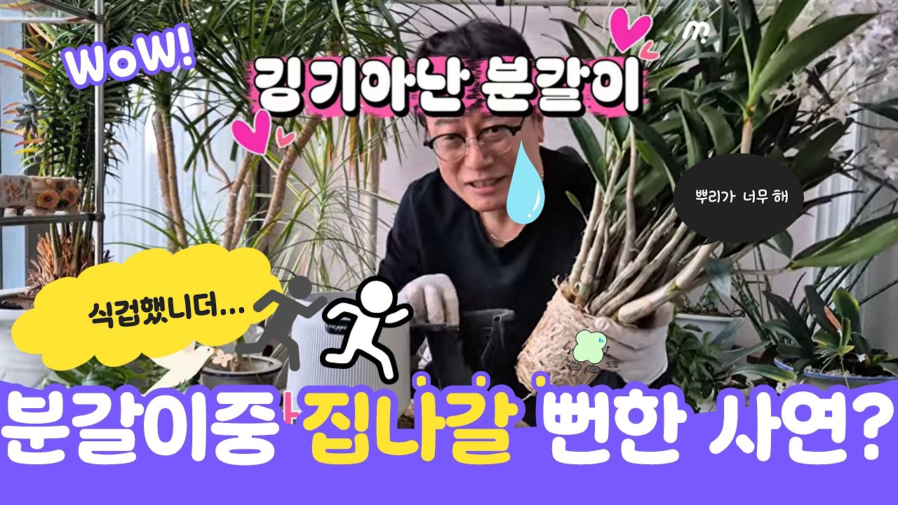 화분 분갈이 하다가 집 나갈뻔한 사연#분갈이#베란다 정원#깅기아난,백설공주,하이샷다