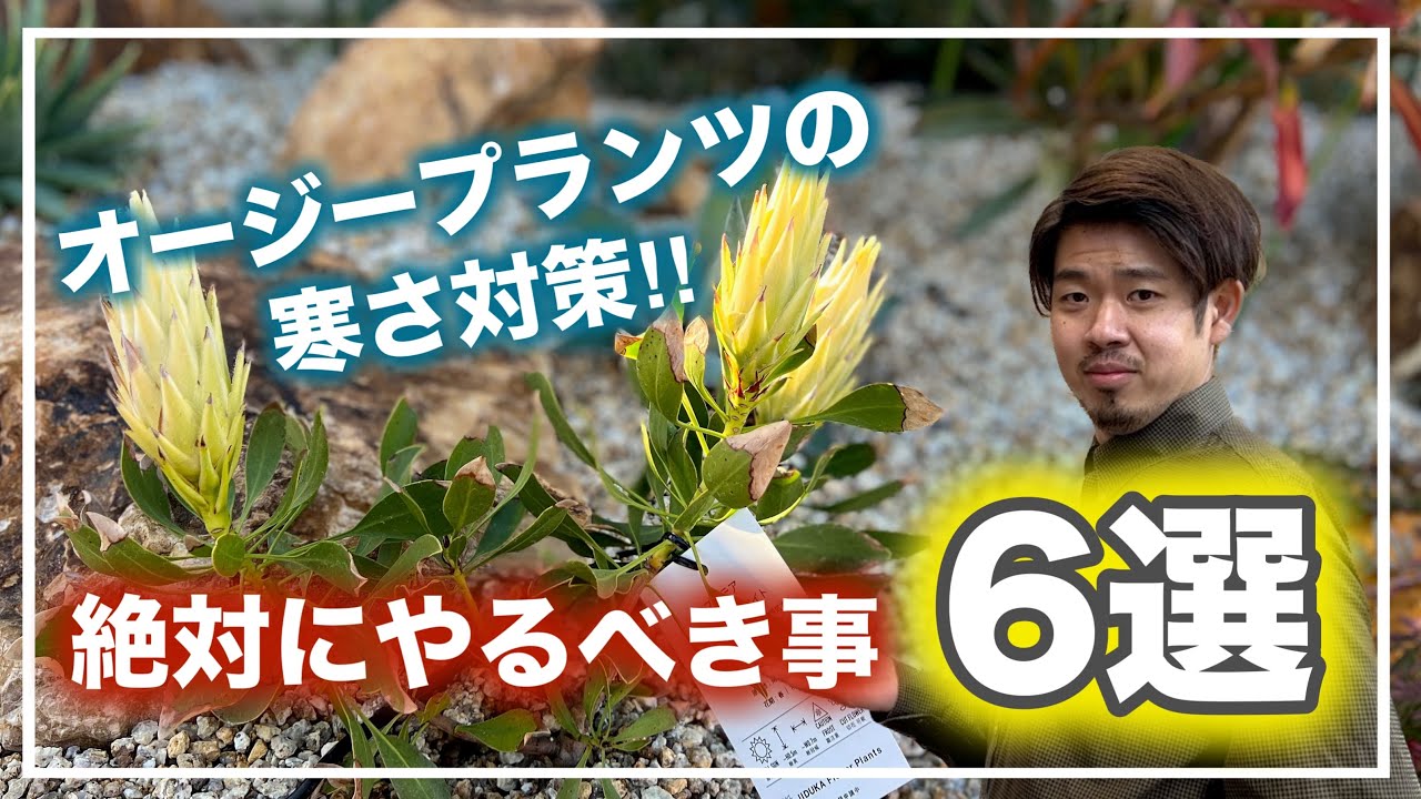 生産者直伝！冬を乗り越える為の寒さ対策！【オージープランツ】