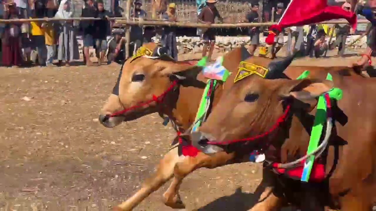 Karapan sapi juruan daya batuputih
