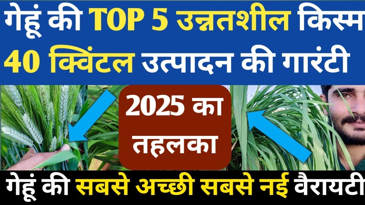गेहूं की TOP 5 वैरायटी 40 क्विंटल उत्पादन की गारंटी || Gehu Ki Top Variety In 2025|| Wheat Variety