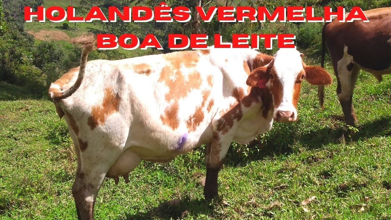 Vaca Holandesa Vermelha e Branca , boa de leite / pecu&aacute;ria leiteira